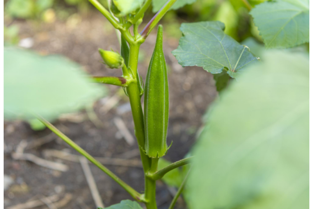 Okra growing in the garden.