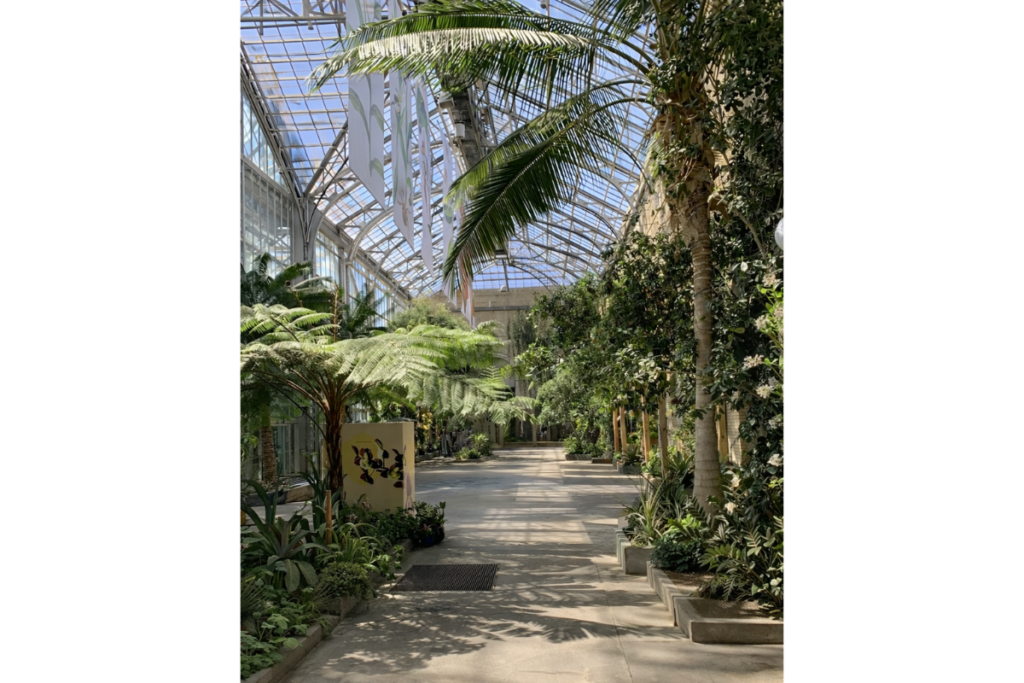 Greenhouse full of plants
