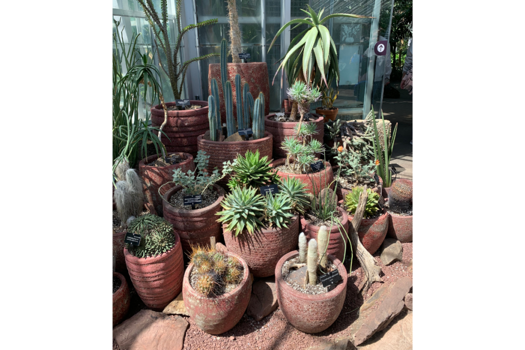 Different Display of Cactus in Clay pots