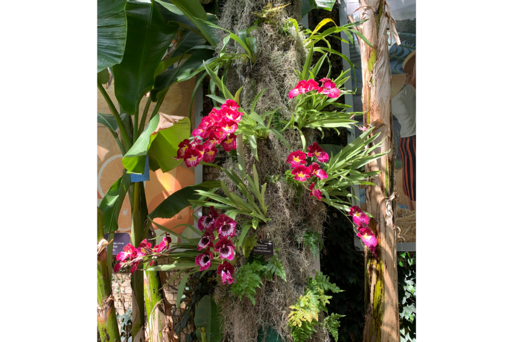 Orchids on a Tree